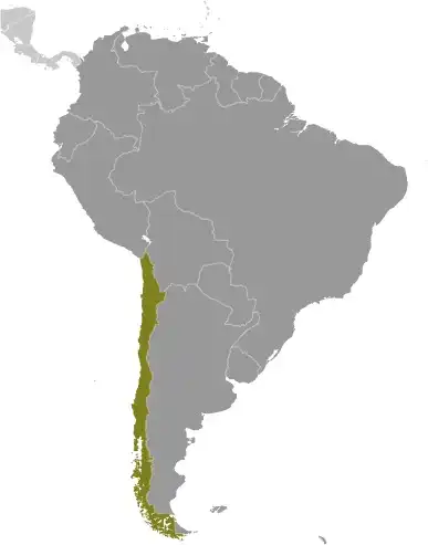 Locator Map of Chile showing the country on the continent in color